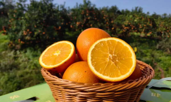 2026年“幸福泸工・亲子课堂”正式启航 第一站甜蜜的橙园